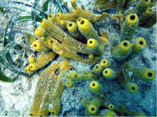 Deniz Hıyarı Esin Kaynağı