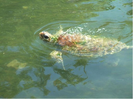 Deniz Kaplumbağaları İçin Köpeklere Ölüm
