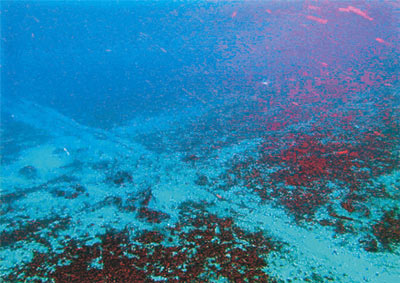 Denizden Gelen Haber Umutlu Değil