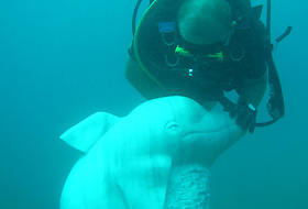 Deniz Altında Yunus Heykeli