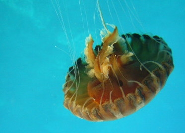 Bu Deniz Analarından Uzak Durun