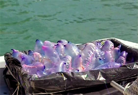 İspanyol sahillerinde deniz anası paniği