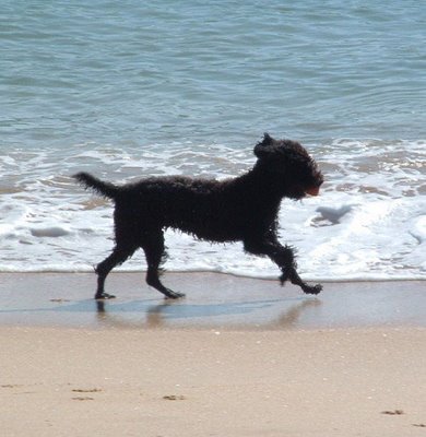 Obama Ailesi&#039;ne  &quot;Denizci&quot; Su Köpeği