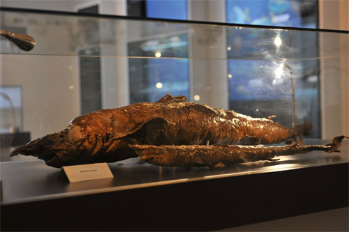 Denizin altı bu müzede!