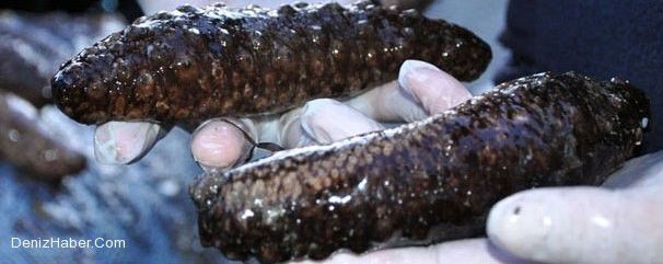 Bir Ton Deniz Patlıcanı Yakalandı