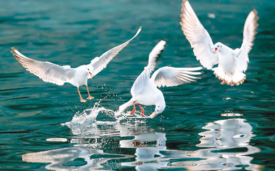 Deniz Kuşlarının Haritası Çıkarılıyor