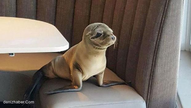 Aç Denizaslanı Yavrusu Restoran Bastı!