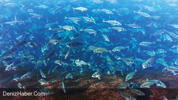 500 Milyon Derya Kuzusu Besleniyor