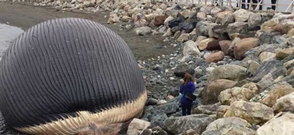 Mavi Balina Her An Patlayabilir