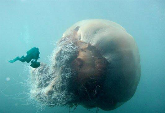 Çapıyla Korkutan Deniz Anası