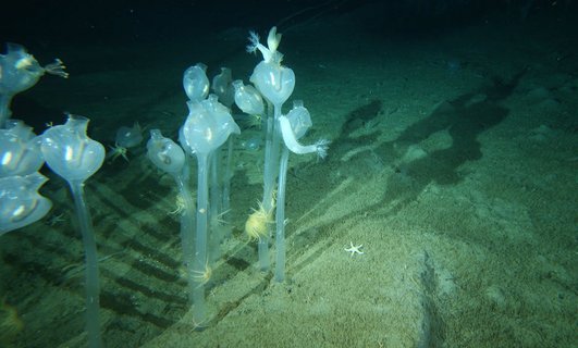 Antarktika’da Yeni Dev Canlılar