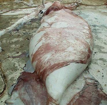 Balıkçılar Dev Mürekkep Balığı Yakaladı