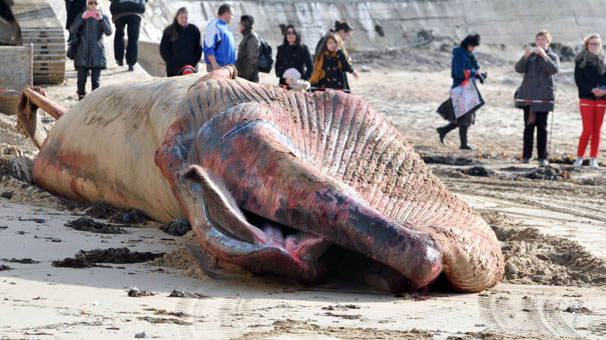 Duyanlar Sahile Koştu