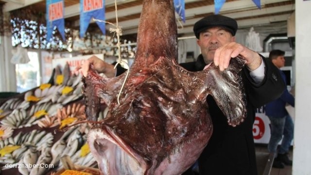 Dev Fener Balığı Görenleri Şaşkına Çevirdi