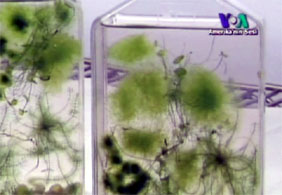 Deniz Yosunundan Bioenerji