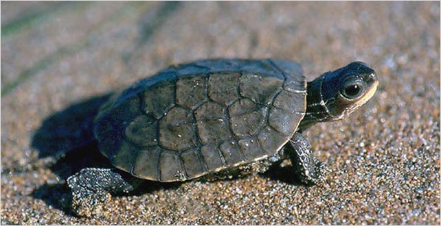 Annelere Evlatlık Deniz Kaplumbağası Alın!