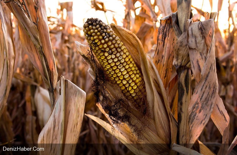 Doğal afetlerin tarıma faturası ağır olacak