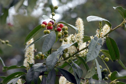 Doğu Karadeniz'de Bahar Bir Başka Güzel