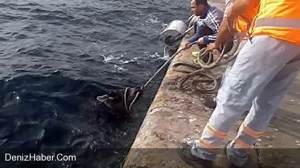 İstanbul Boğazı&#039;nda 3&#039;üncü Domuz Vakası