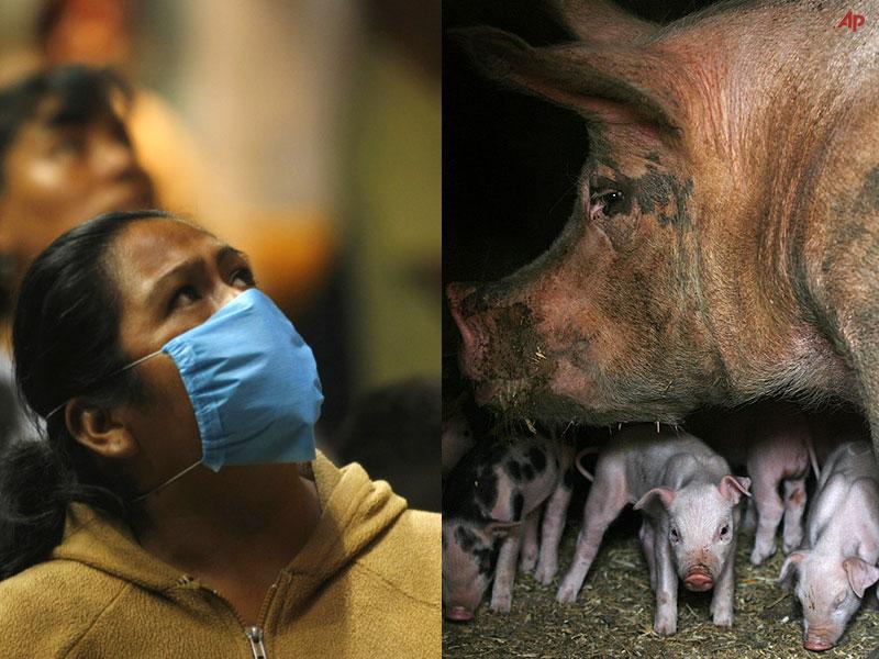 Domuz Gribi Yayılmayı Sürdürüyor