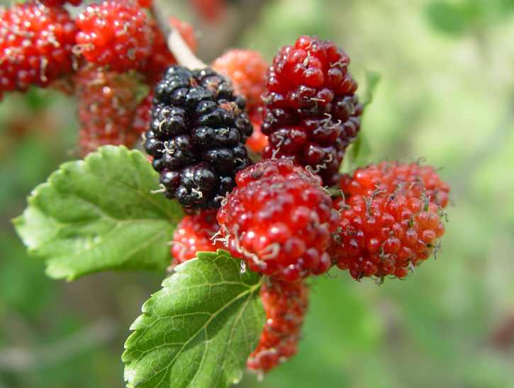 En Sağlıklı Besin Dut