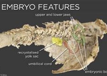Balıkların Anası 380 Milyon Yaşında