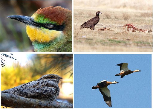 Kayıp Kuş Cenneti Erzurum Ovası
