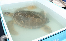 MSC Magnifica’nın ilk kabuklu yolcusu