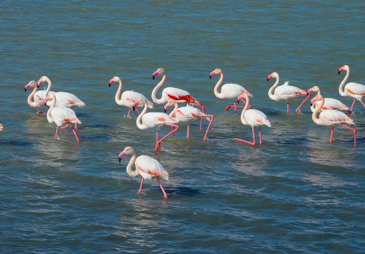 İzmir&#039;e Flamingolara özel &quot;Kuluçka Adası&quot;