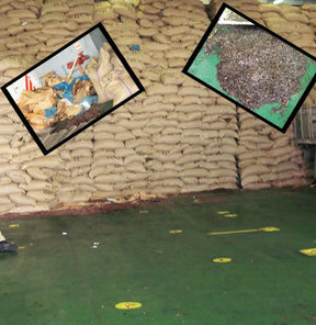 Fildişi Sahillerinden Gemiyle Fareli Kakao