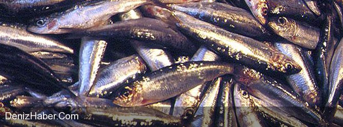 Yılın 12 Ayı Taze Çıkan Balık
