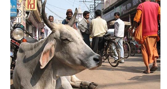Marmaris'te Sahile 'kutsal inek' Vurdu