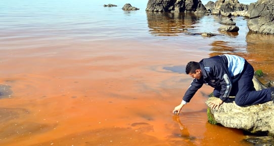 Karadeniz&#039;de Hızla Yayılan Kırmızı Tabaka