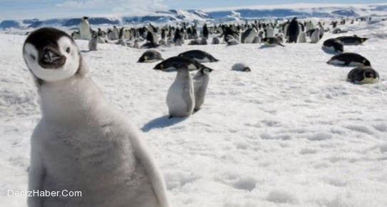 Antarktika Antlaşması Çevre Koruma Protokolü'ne katılma kararı aldık