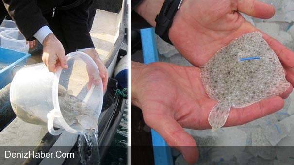 100 Bin Kalkan Yavrusu Denize Bırakıldı