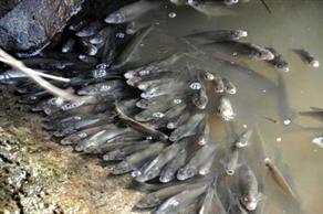 Sakarya Nehri ölü balıklarla kaplandı