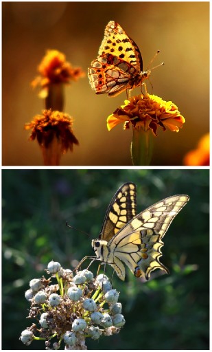 Doğal Zenginliklerimizi Çalıp Kaçıyorlar