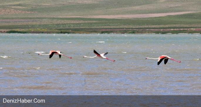 Afrika&#039;ya Göç Etmekten Vazgeçtiler