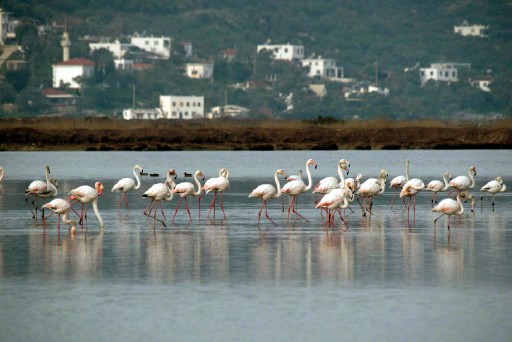 Flamingoların ''Göç'' Yolculuğu Başladı