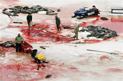 Fok Avcıları Protestoculara Saldırdı