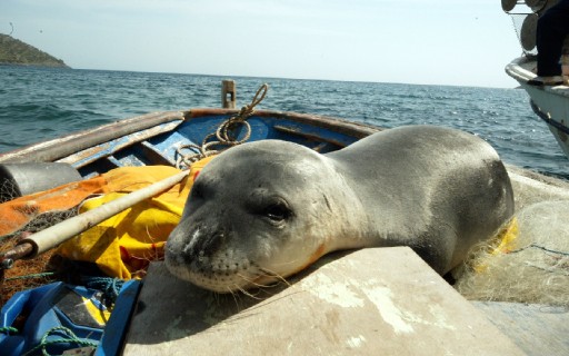 Fok Badem Çökertme Koyunda