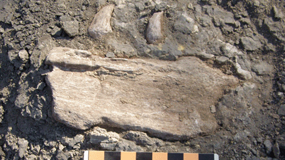 Kanada&#039;da 80 Milyon Yıllık Deniz Yaratığı Fosili