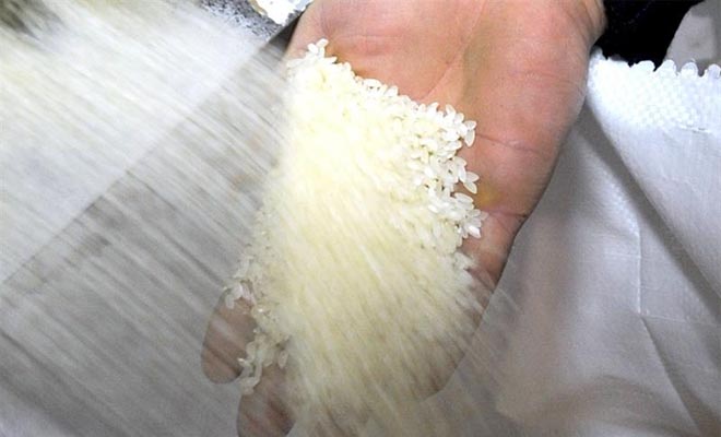 Meğer Pirinçler GDO'lu Değilmiş!