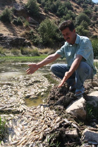 Balıkların Ölüm Nedeni Oksijensizlik