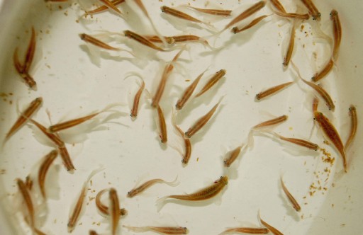 Balıklara Gen Transferi