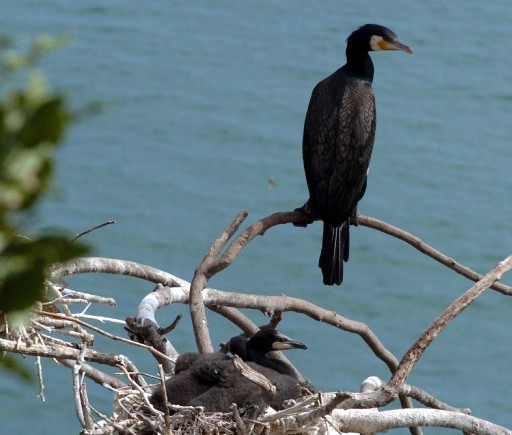 Giresun Adası'na Gezi Yasağı