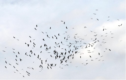 Göçmen Kuşlar Dönüş Yolunda