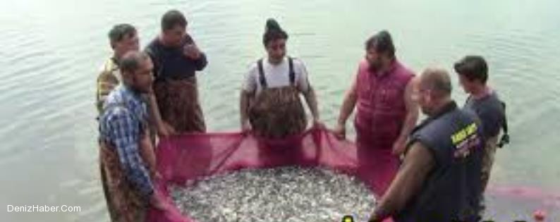 İznik gölünde  gümüş balıkları hızla çoğalıyor