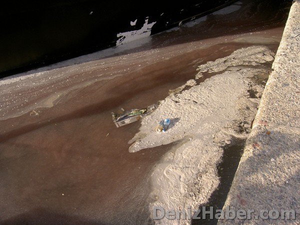 Hamsinin bolluğu kirlilik doğurdu