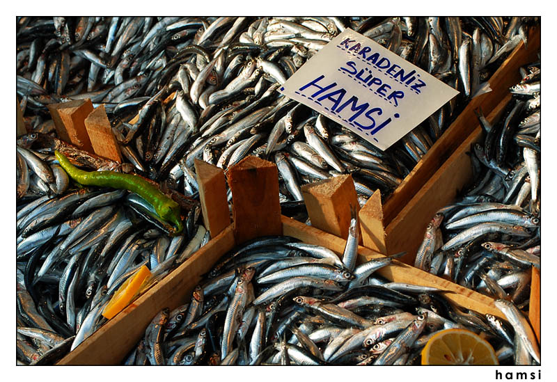 Karadeniz'deki Hamsi Stokları Denetleniyor
